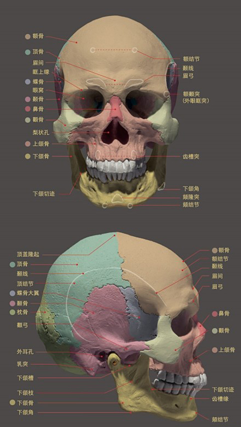 美术培训_人物头像骨骼详解图.jpg