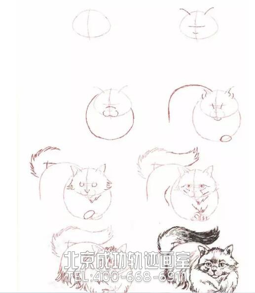 猫的素描结构步骤图17