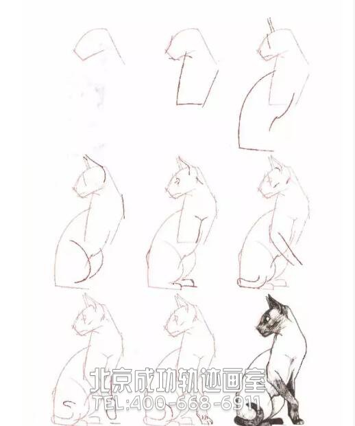 猫的素描结构步骤图5