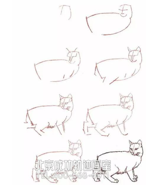 猫的素描结构步骤图19
