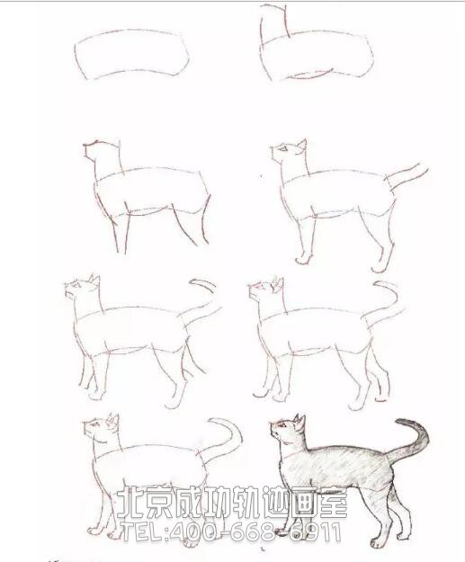 猫的素描结构步骤图12