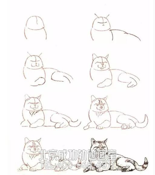 猫的素描结构步骤图18