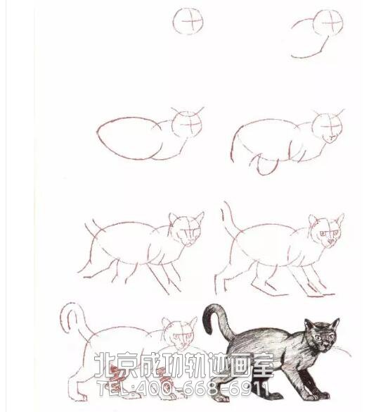 猫的素描结构步骤图7