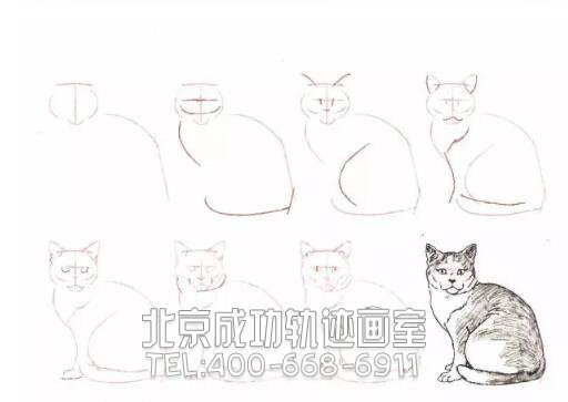 猫的素描结构步骤图10