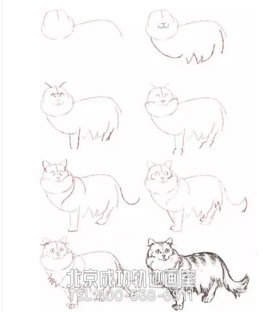 猫的素描结构步骤图6