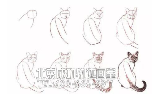 猫的素描结构步骤图11