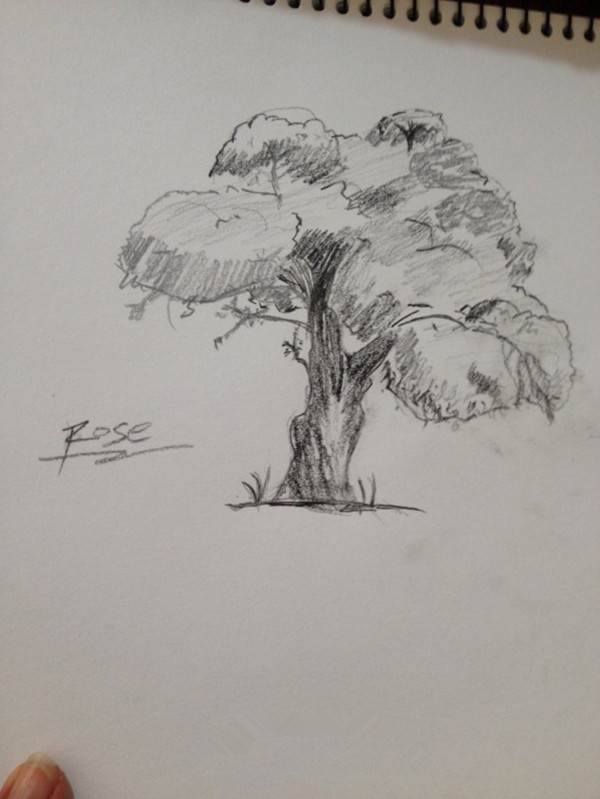 零基础素描教程之素描大树的绘画技巧和作画步骤