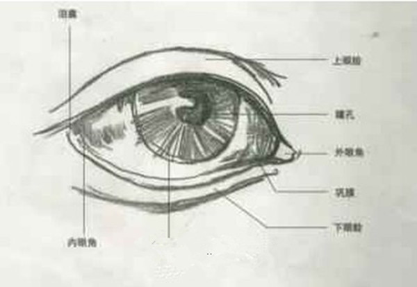 素描石膏像眼睛画法步骤图解