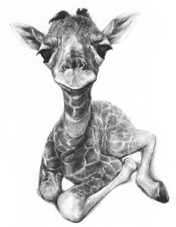 长颈鹿素描完整画法是什么