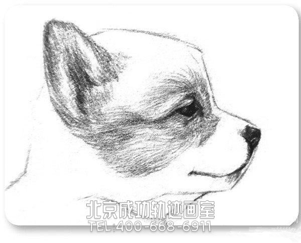 简单的素描小狗怎么画