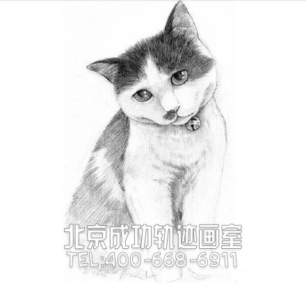 猫怎么画?猫的素描教程