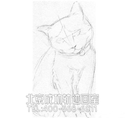 猫怎么画?猫的素描教程