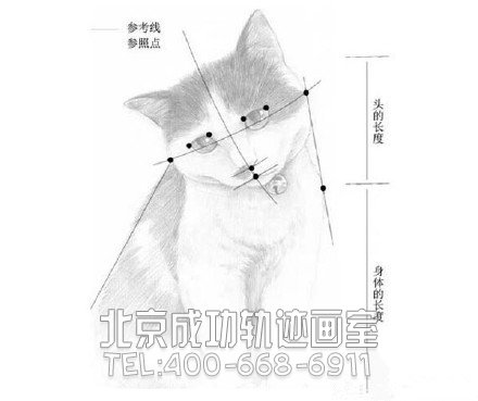 猫怎么画?猫的素描教程