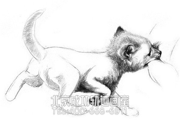 素描教程：狐狸的素描画具体画法