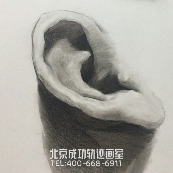 素描耳朵的画法图解