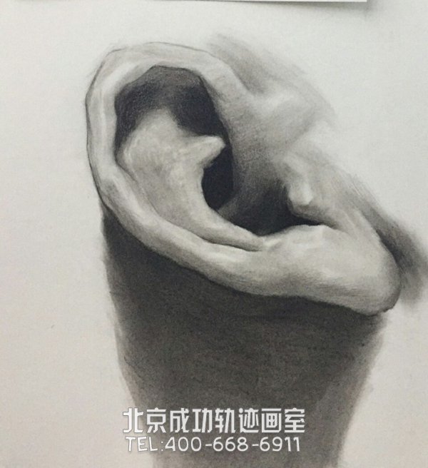 素描耳朵的画法图解