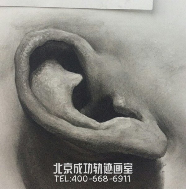 素描耳朵的画法图解