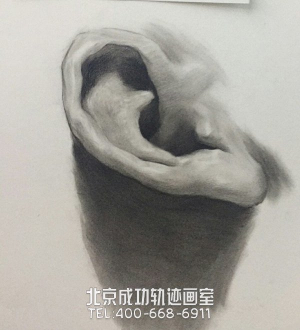 素描耳朵的画法图解