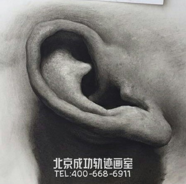 素描耳朵的画法图解