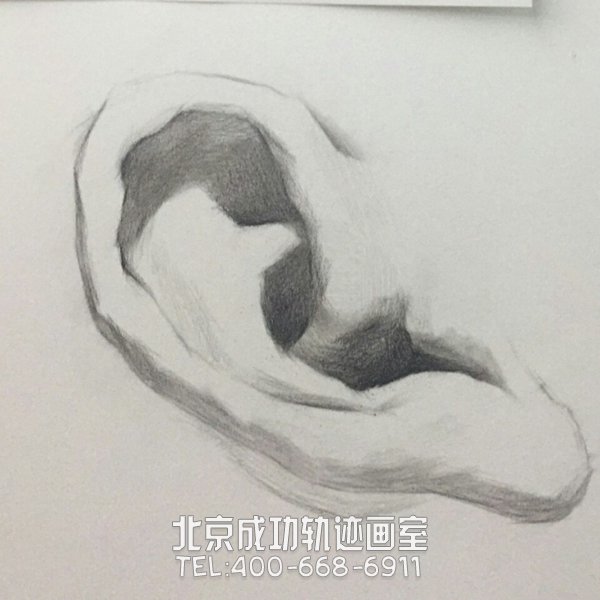 素描耳朵的画法图解