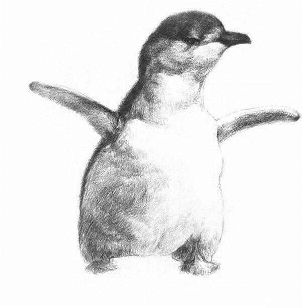 素描画企鹅