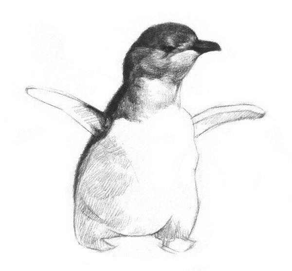 素描画企鹅